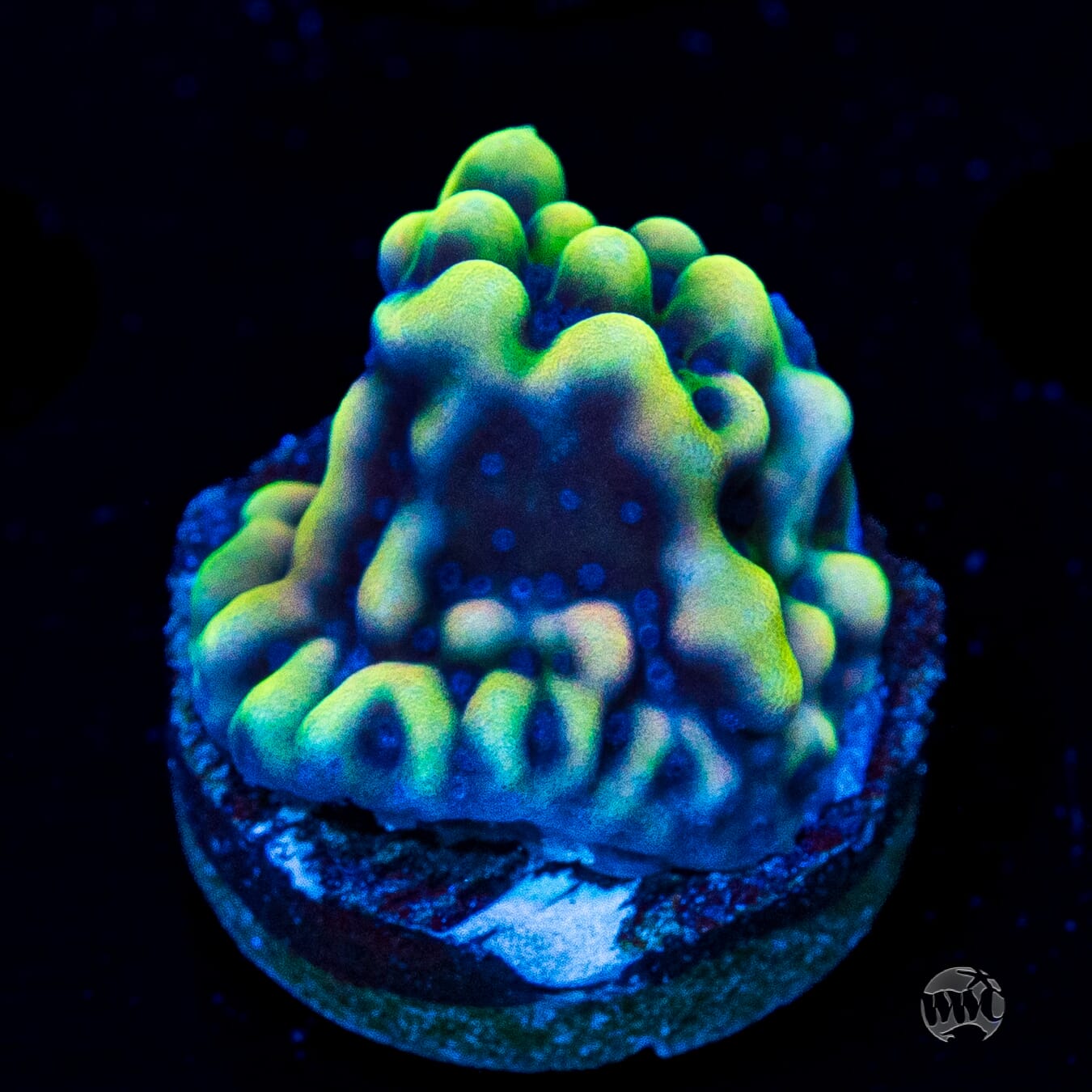 WWC Dark Portal Montipora