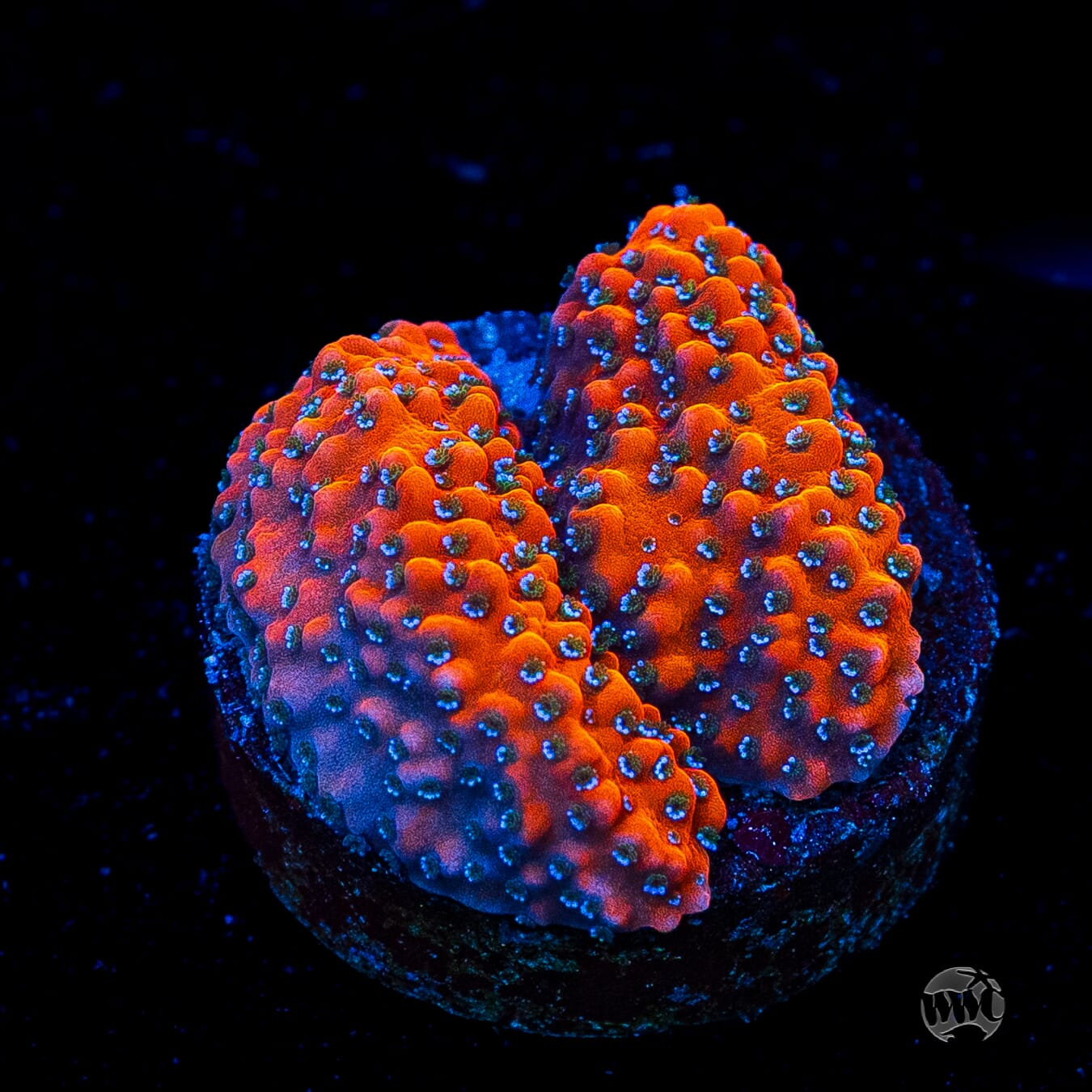 WWC Megachrome Montipora