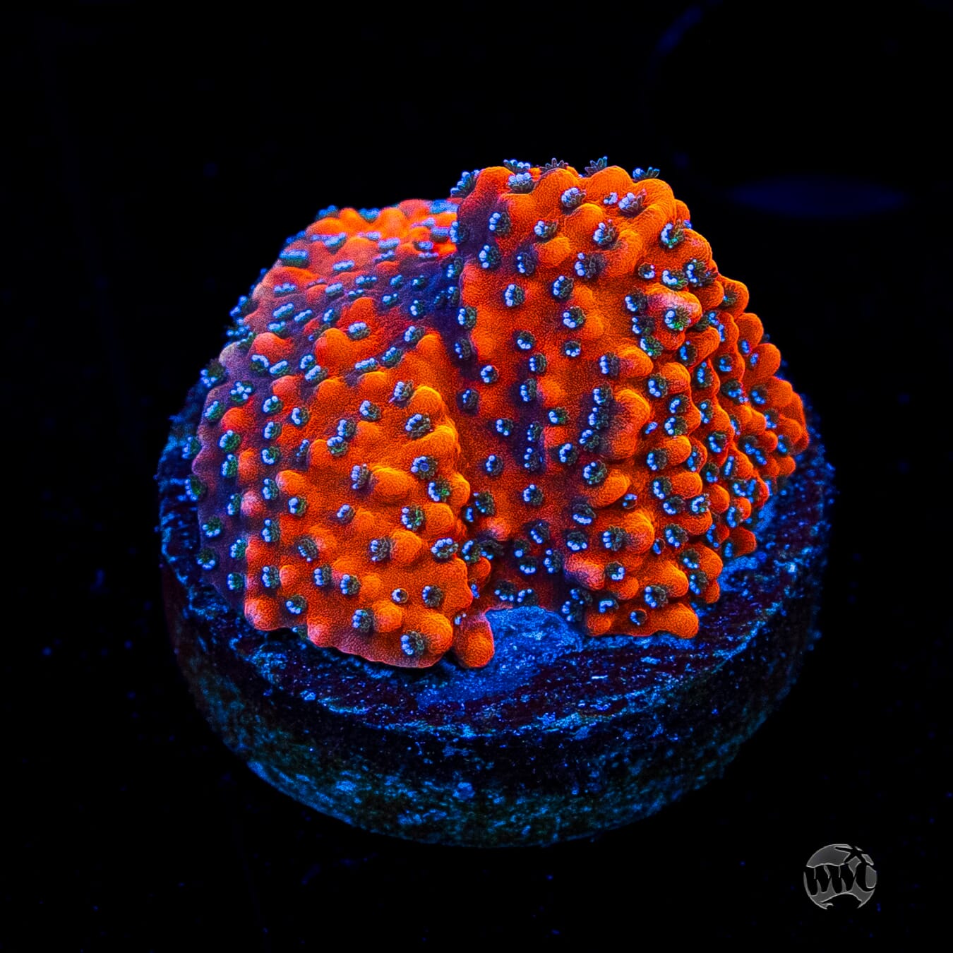 WWC Megachrome Montipora