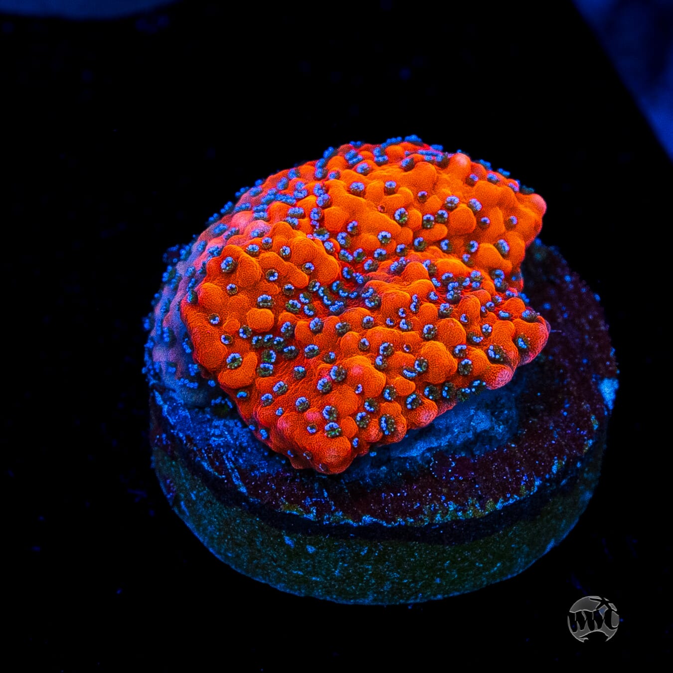 WWC Megachrome Montipora