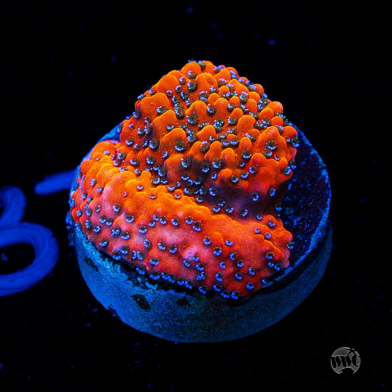 WWC Megachrome Montipora