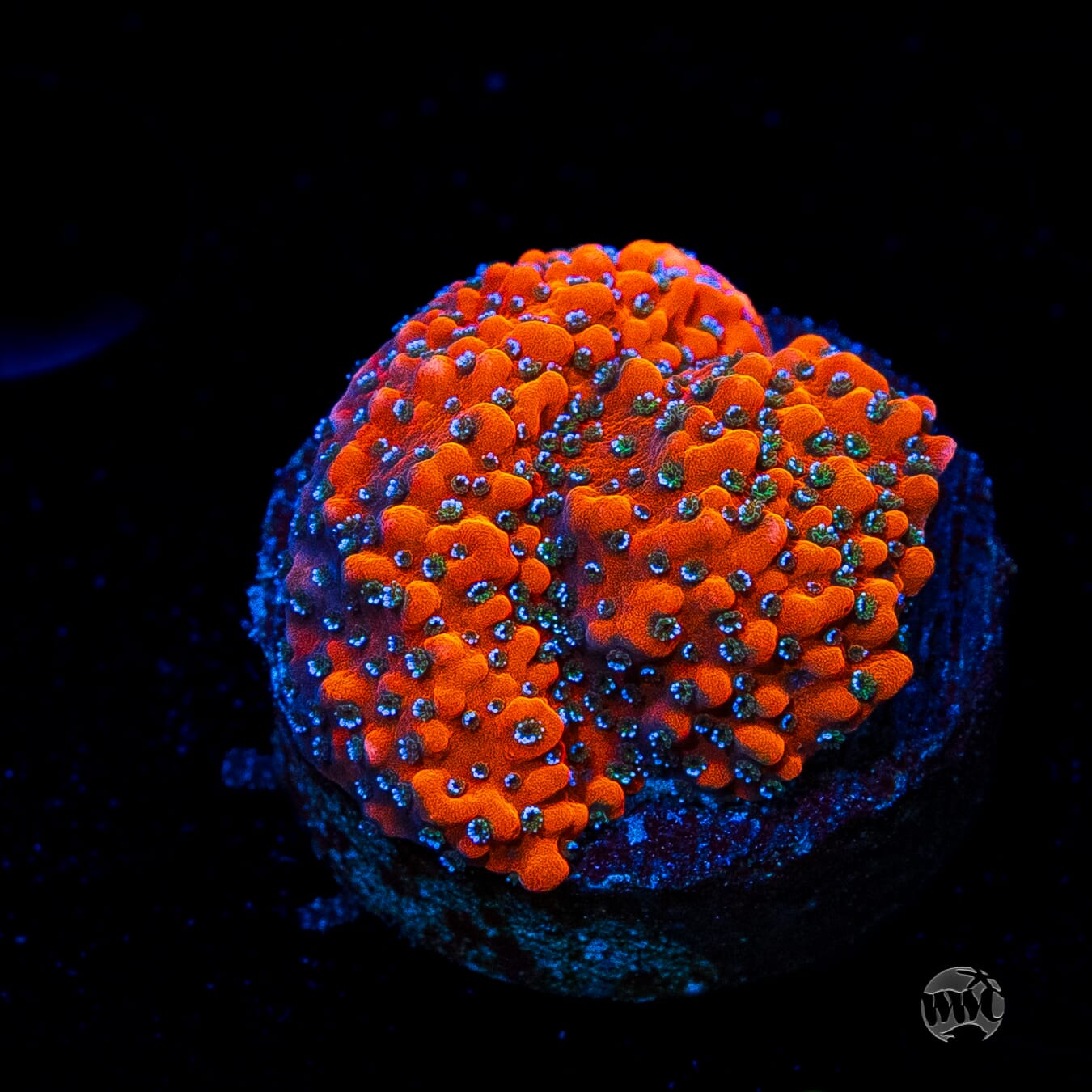 WWC Megachrome Montipora
