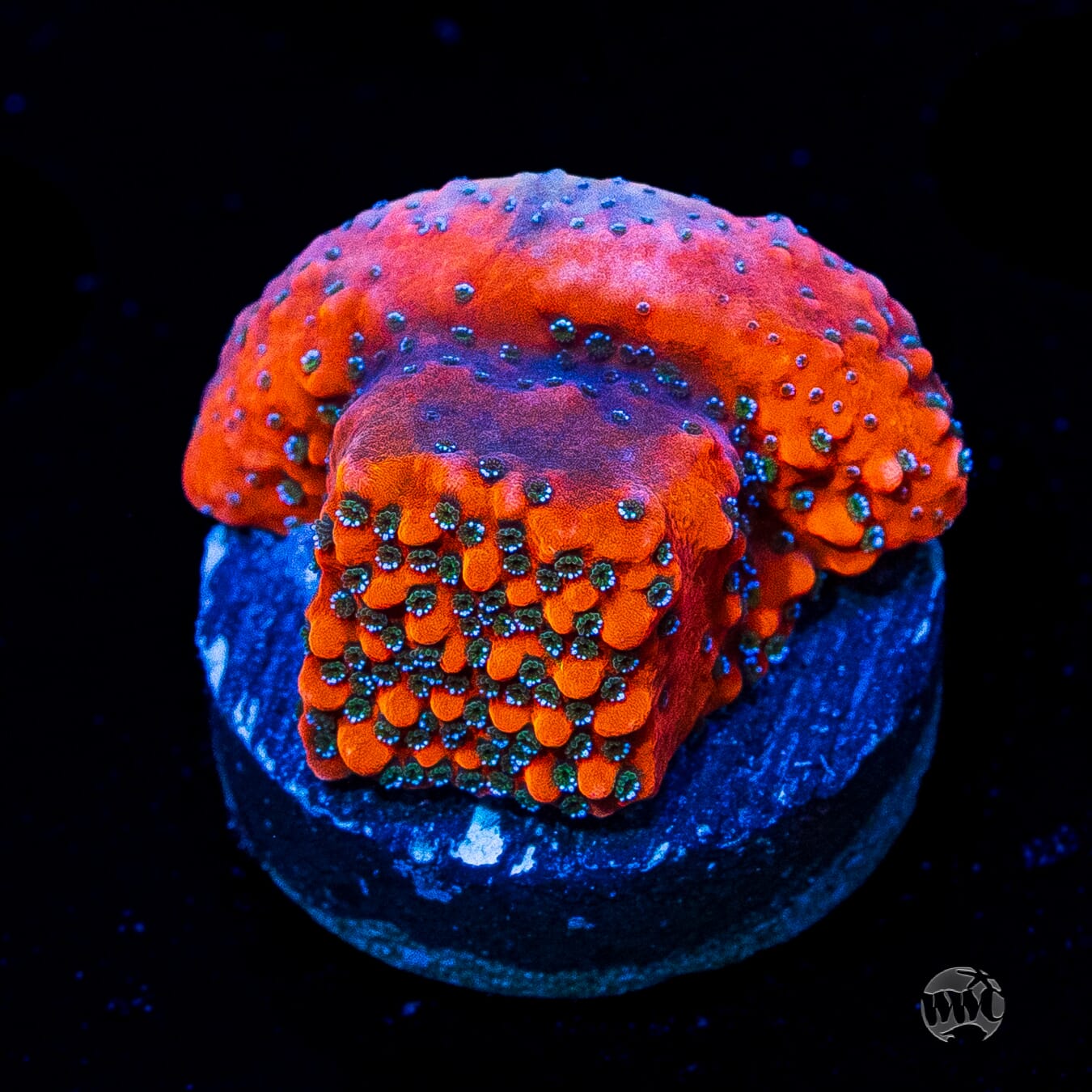 WWC Megachrome Montipora