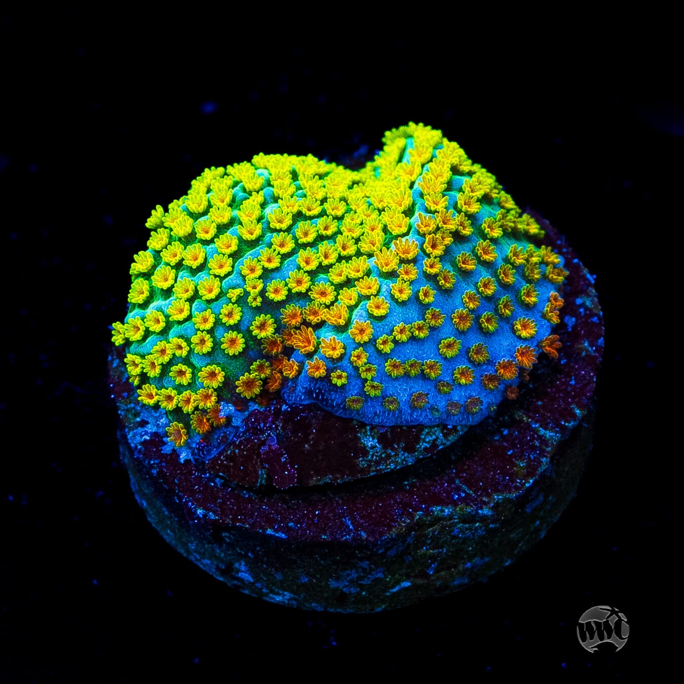 Jason Fox Fruity Pebbles Montipora