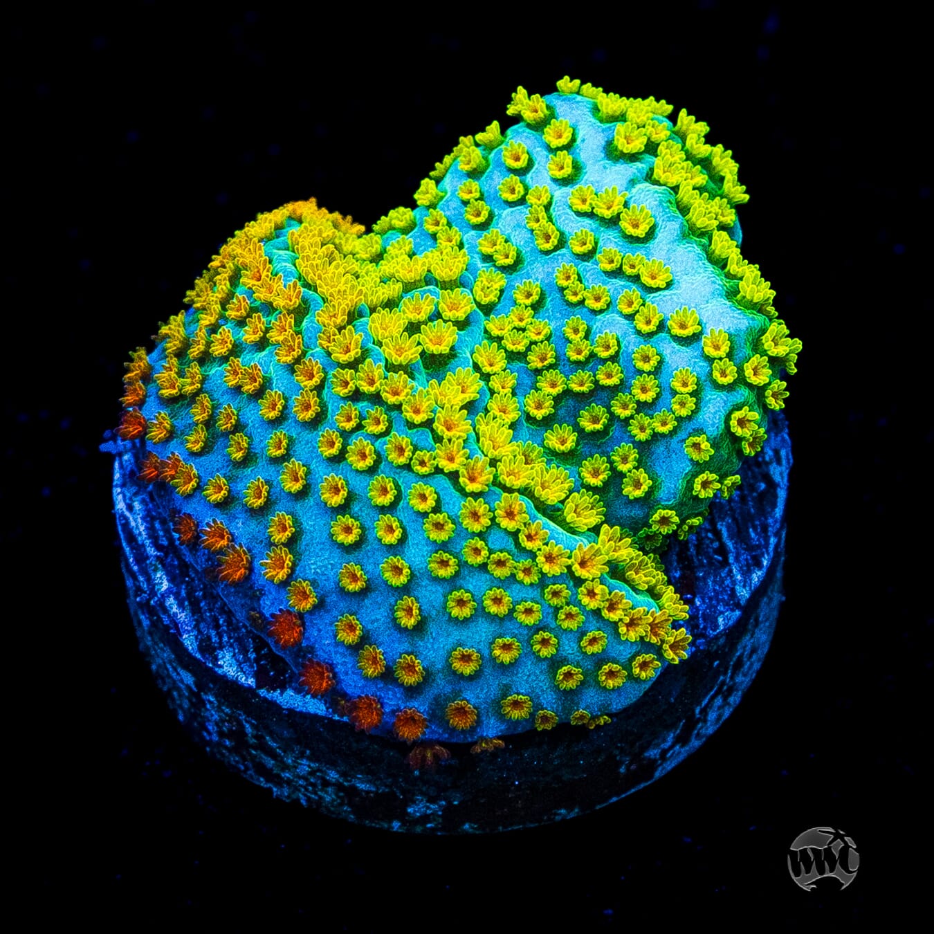 Jason Fox Fruity Pebbles Montipora