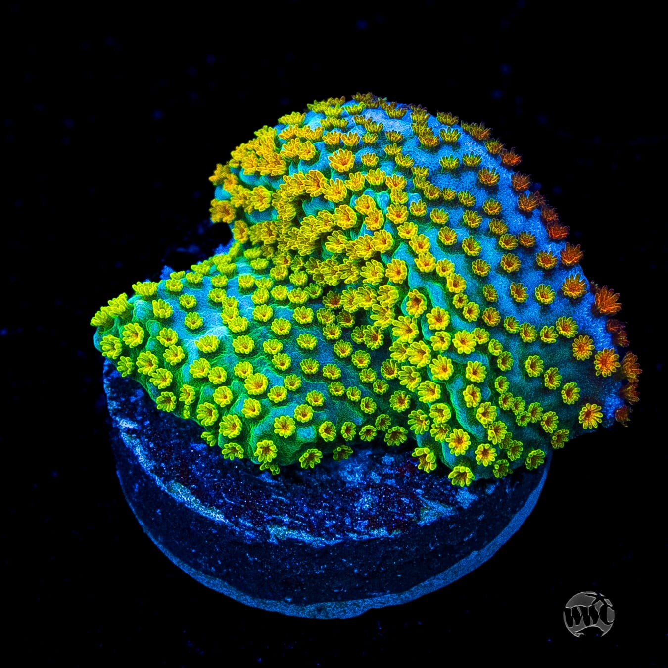 Jason Fox Fruity Pebbles Montipora