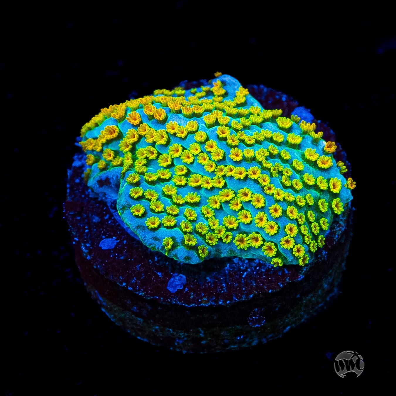 Jason Fox Fruity Pebbles Montipora