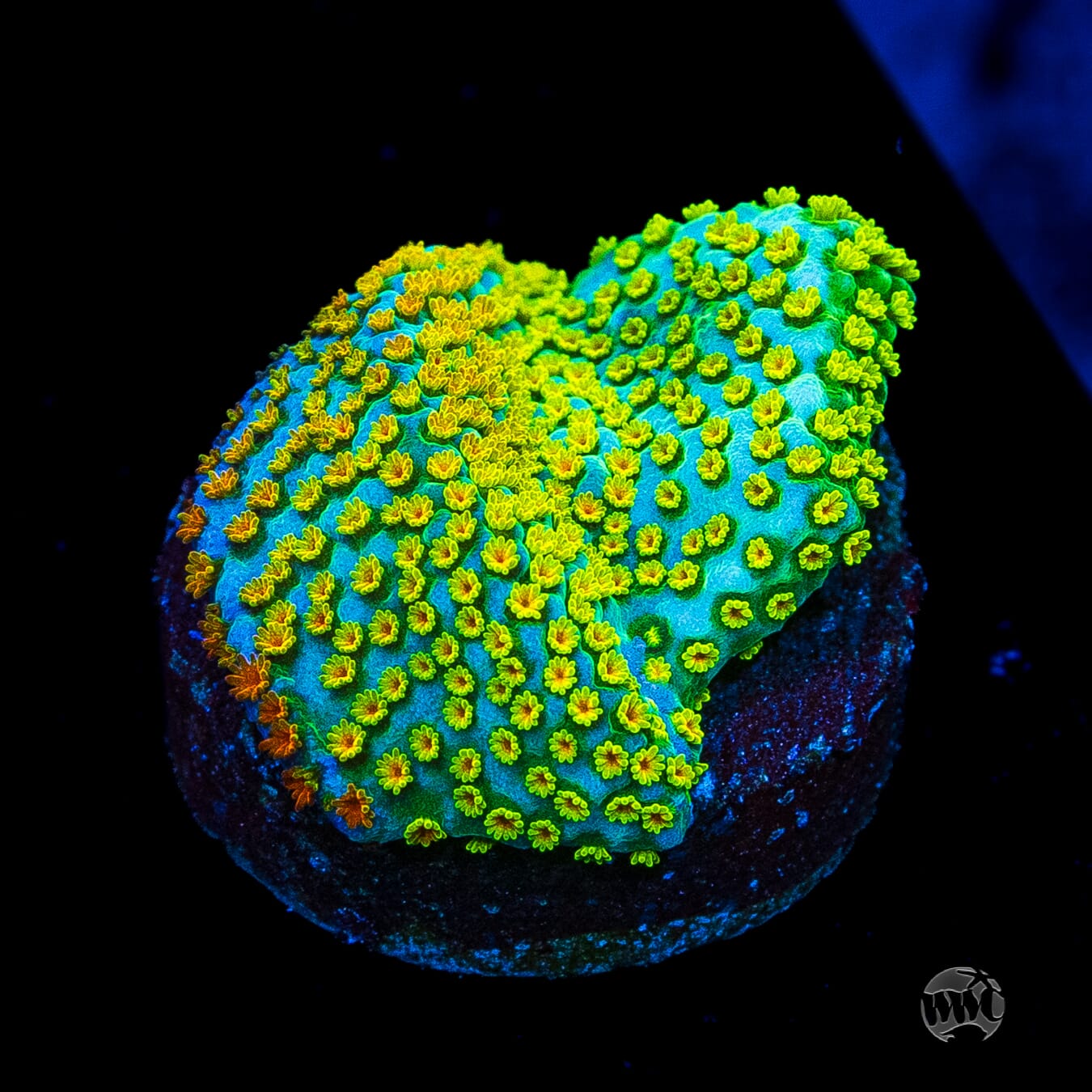Jason Fox Fruity Pebbles Montipora