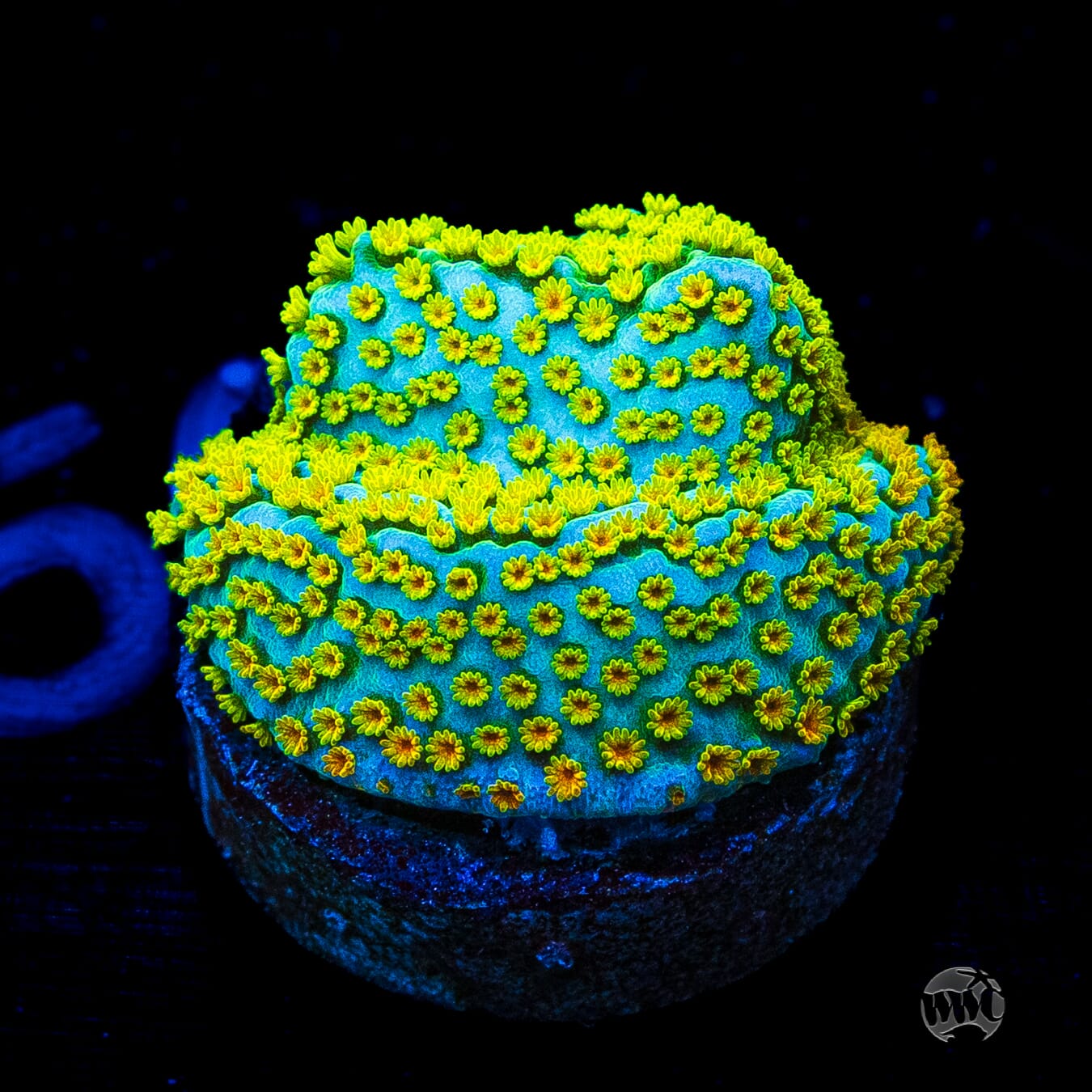 Jason Fox Fruity Pebbles Montipora