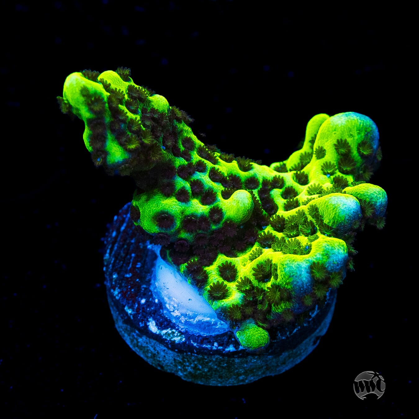 Neon Spongodes Montipora