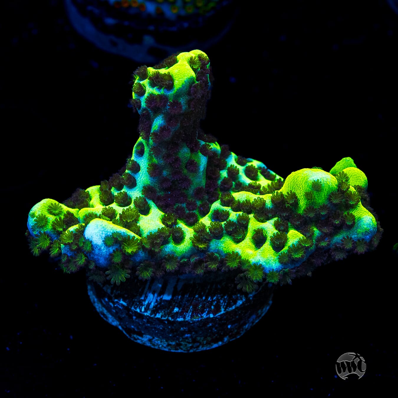 Neon Spongodes Montipora