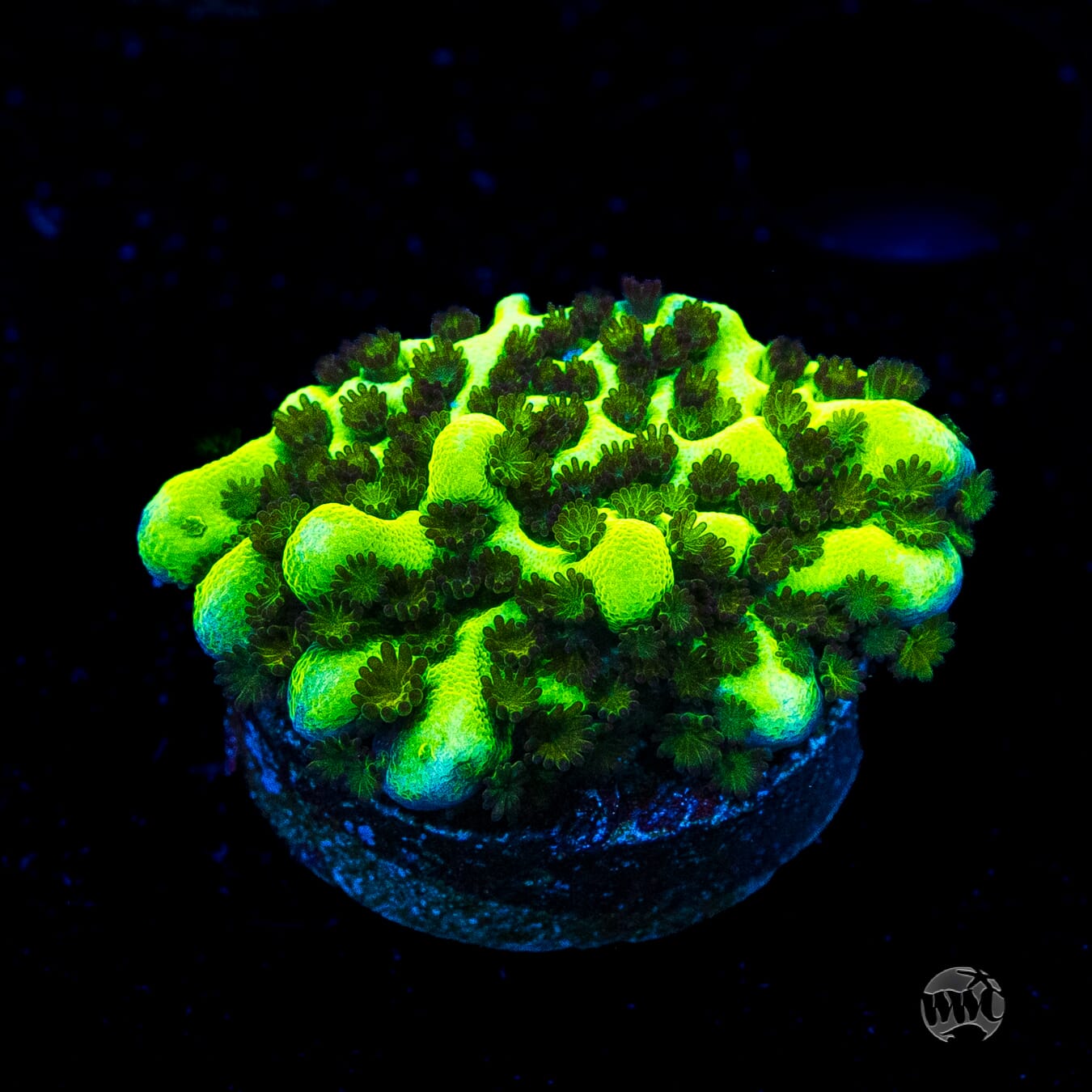 Neon Spongodes Montipora