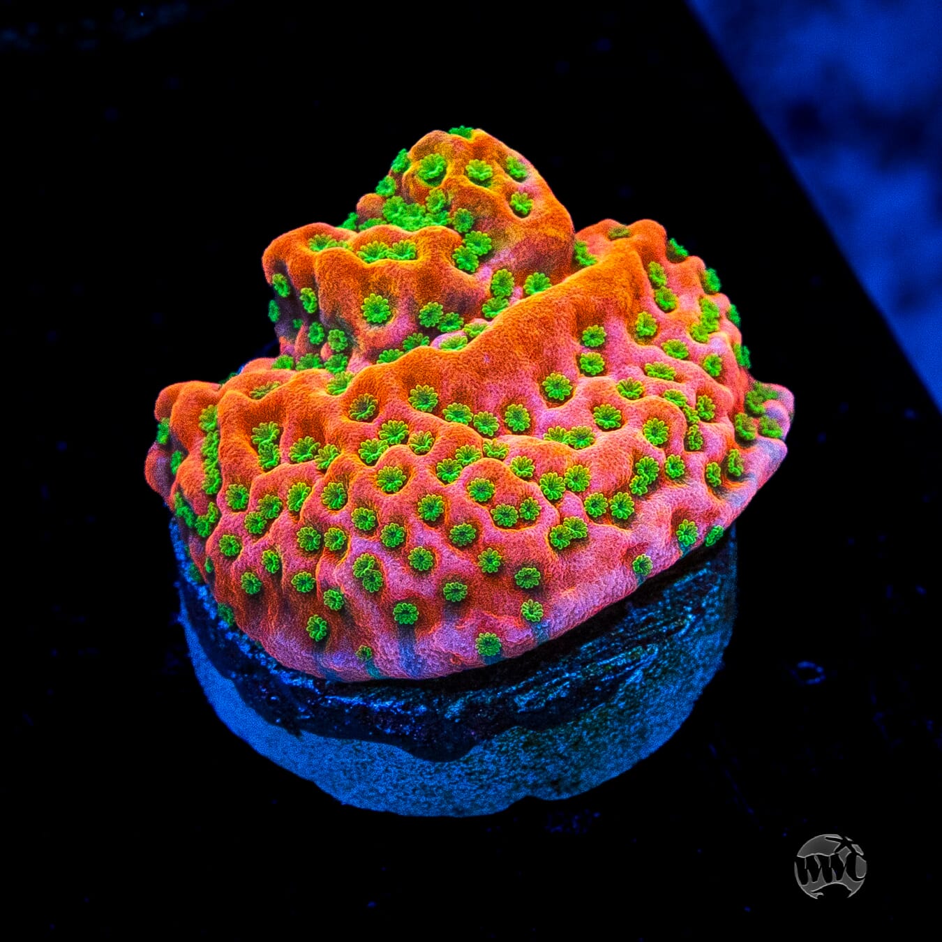 Sunset Imposter Montipora