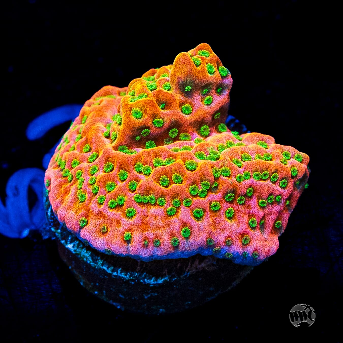 Sunset Imposter Montipora