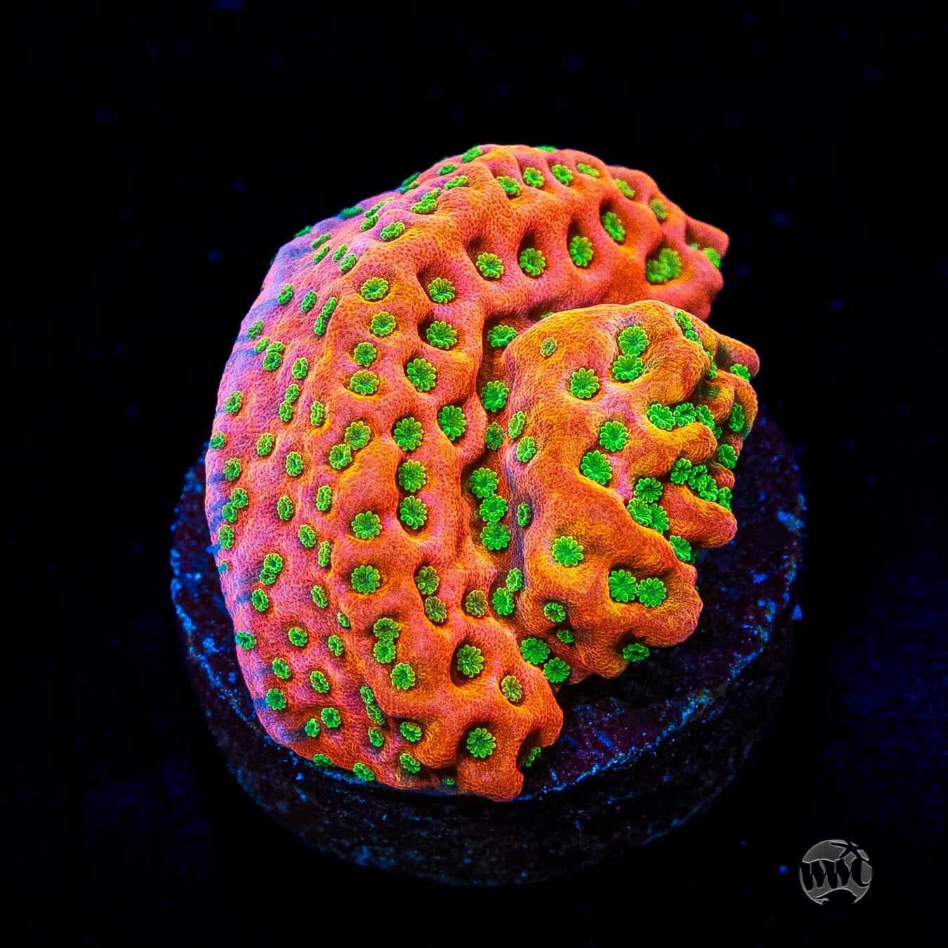 Sunset Imposter Montipora