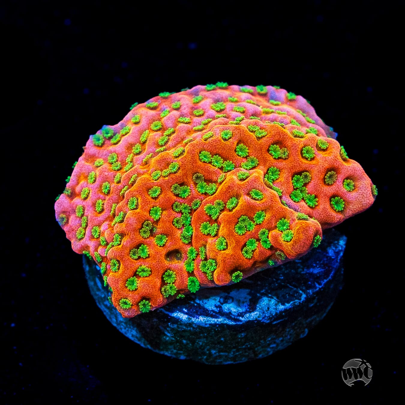 Sunset Imposter Montipora