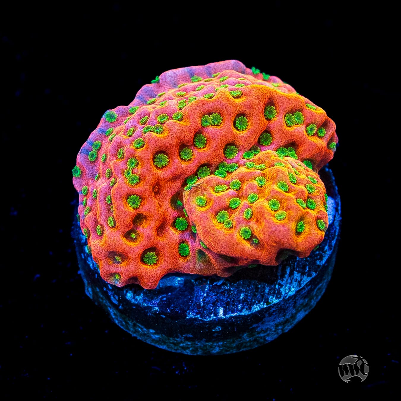 Sunset Imposter Montipora