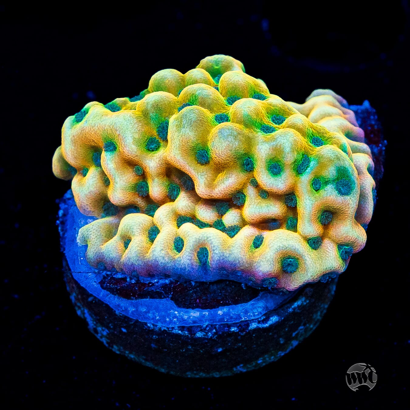 Jason Fox Beach Bum Montipora