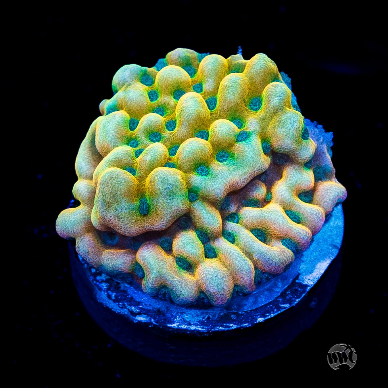Jason Fox Beach Bum Montipora