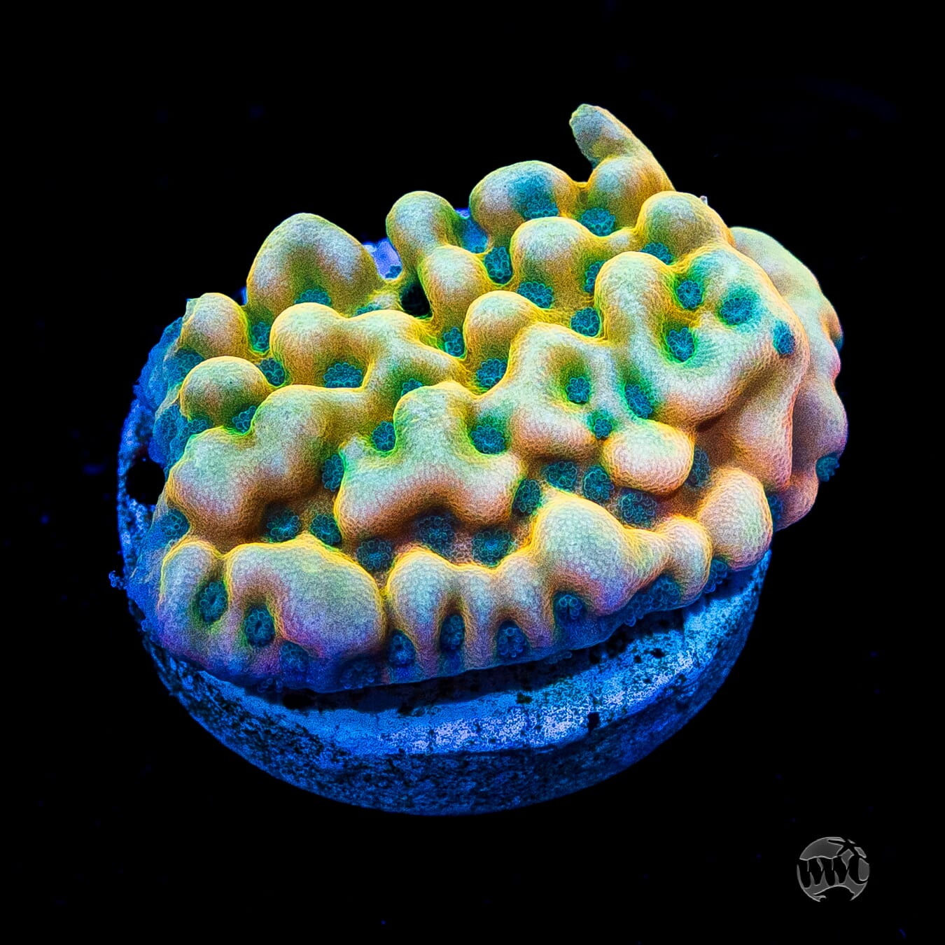Jason Fox Beach Bum Montipora