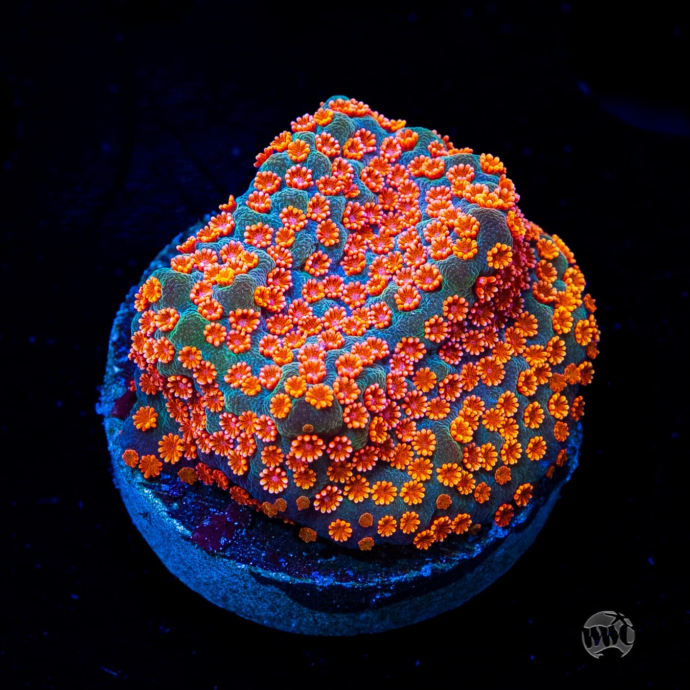 Jason Fox Dizzy Spell Montipora