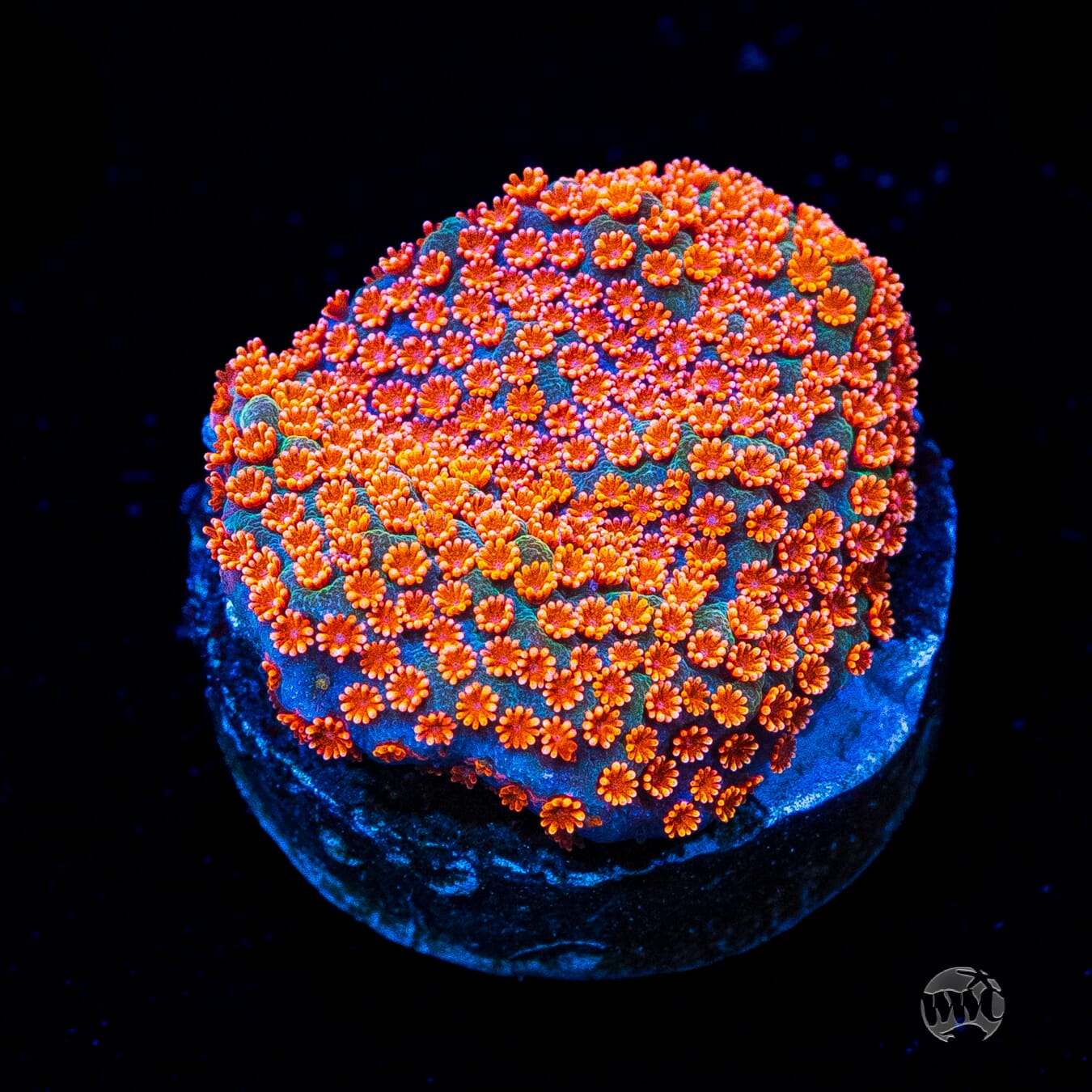 Jason Fox Dizzy Spell Montipora