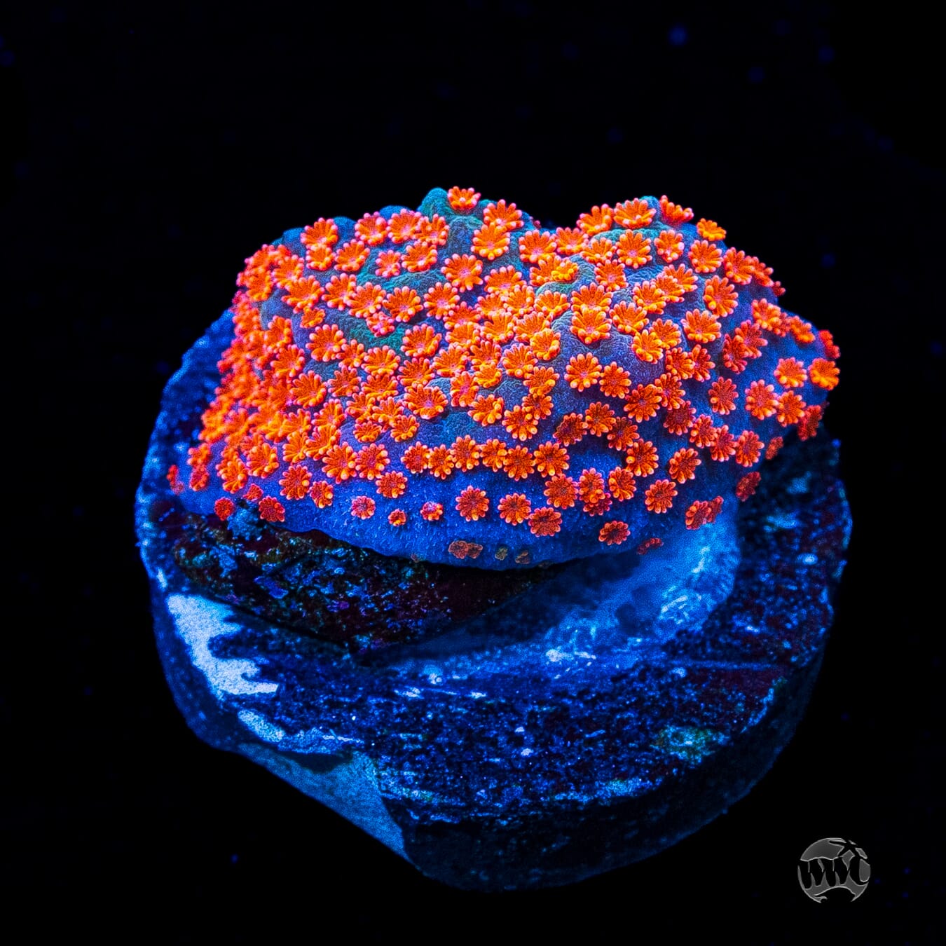 Johnny's - スミヨ Jason Fox Dizzy Spell Montipora