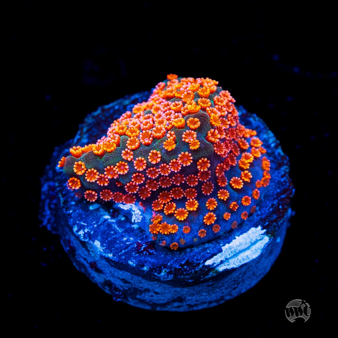 Jason Fox Dizzy Spell Montipora