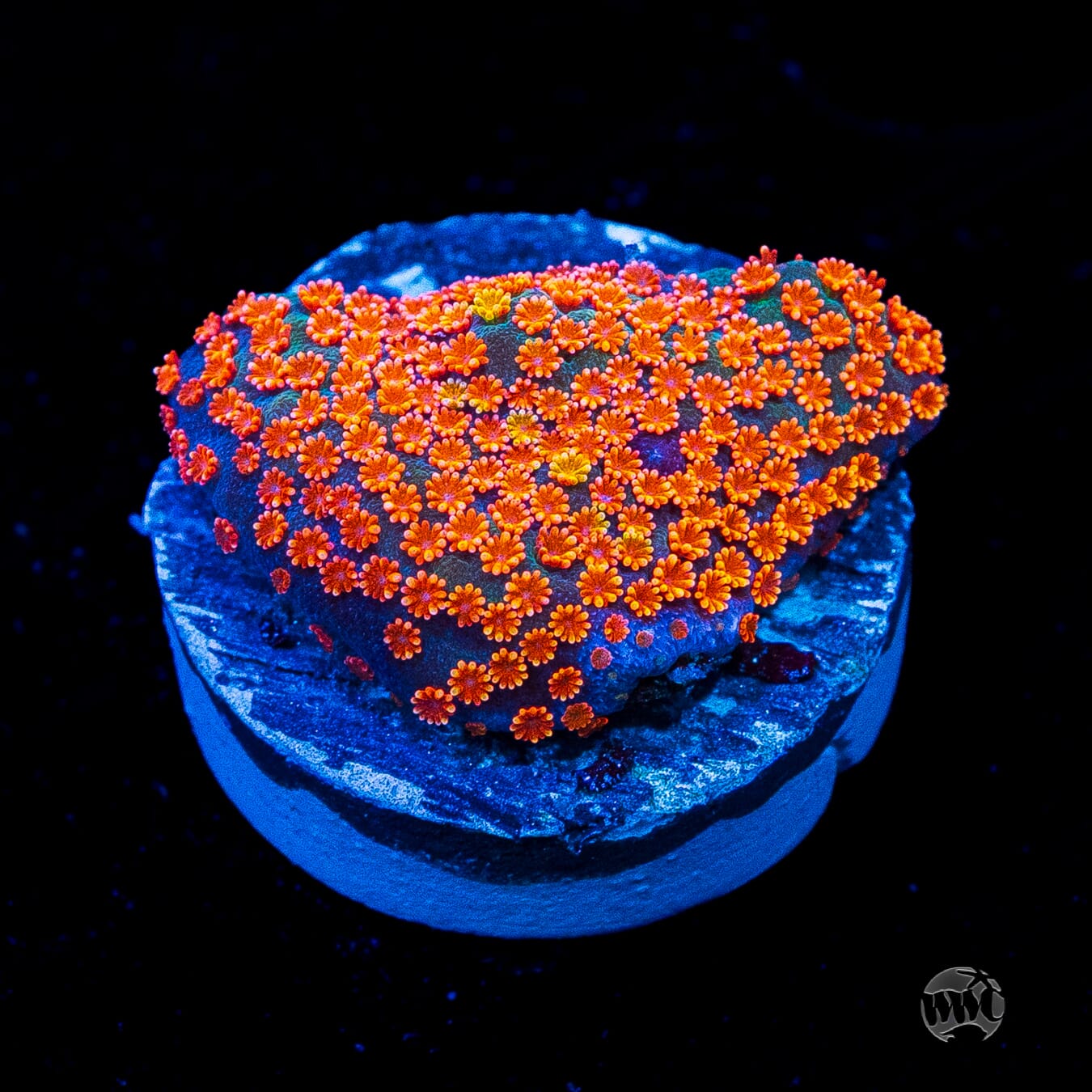 Jason Fox Dizzy Spell Montipora