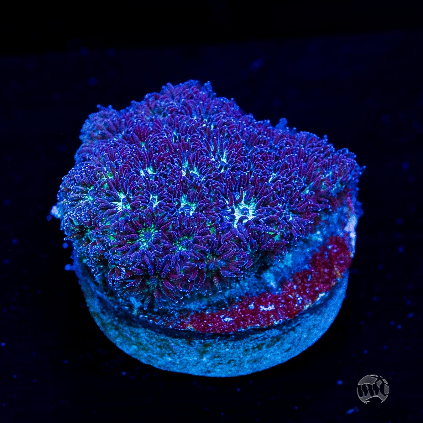WWC Arctic Leptastrea