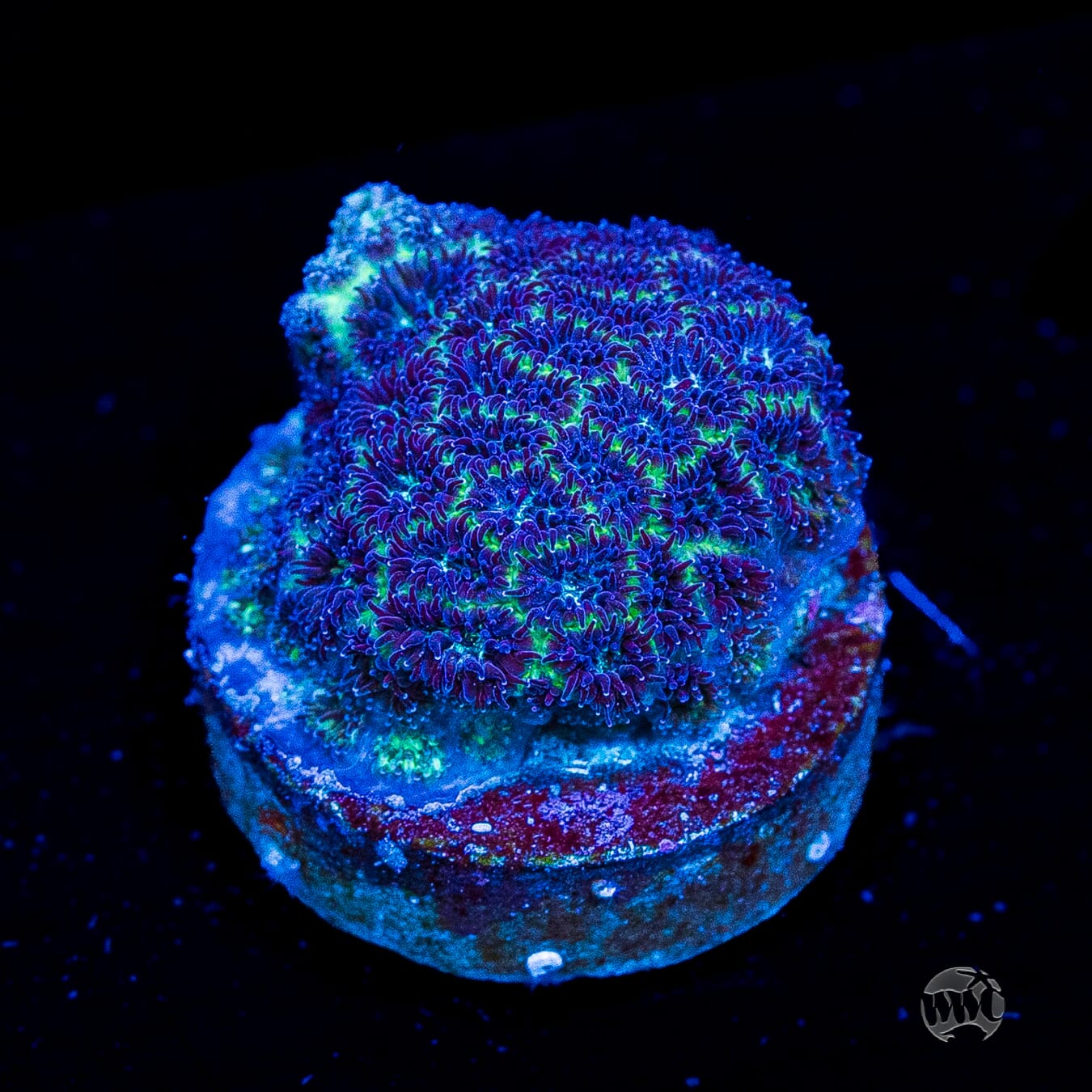 WWC Arctic Leptastrea