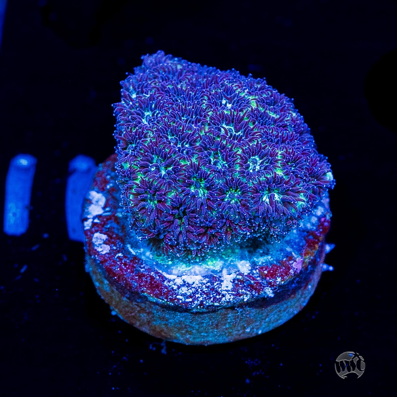 WWC Arctic Leptastrea