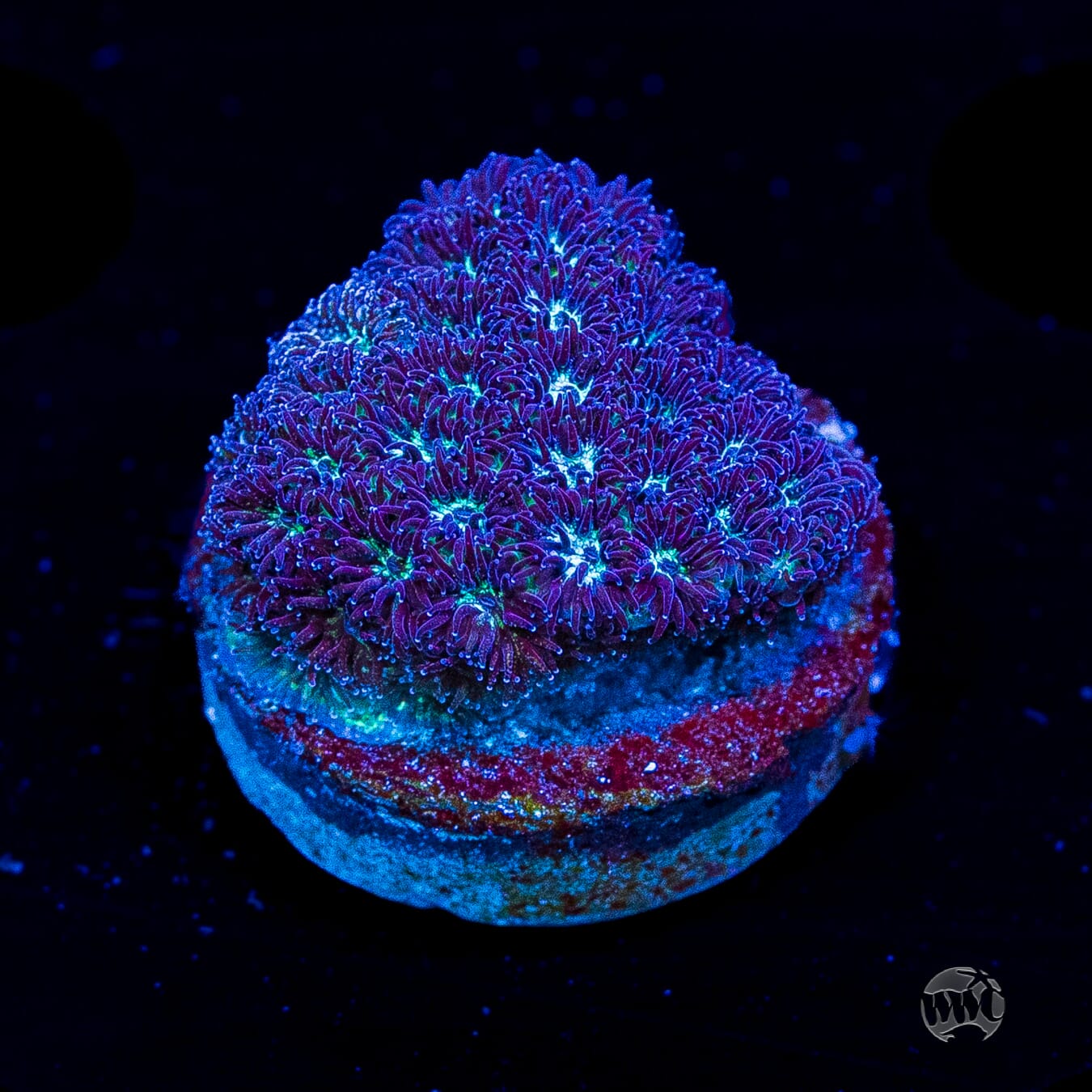 WWC Arctic Leptastrea