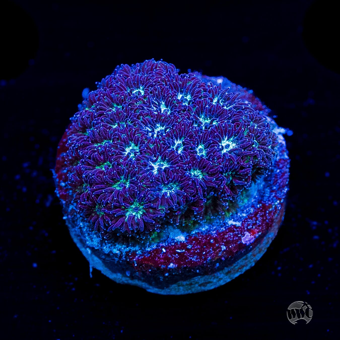 WWC Arctic Leptastrea
