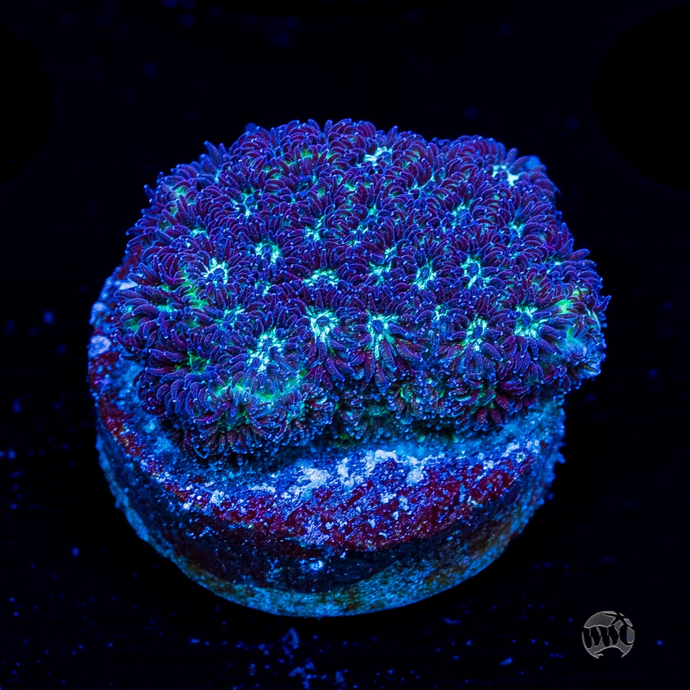 WWC Arctic Leptastrea