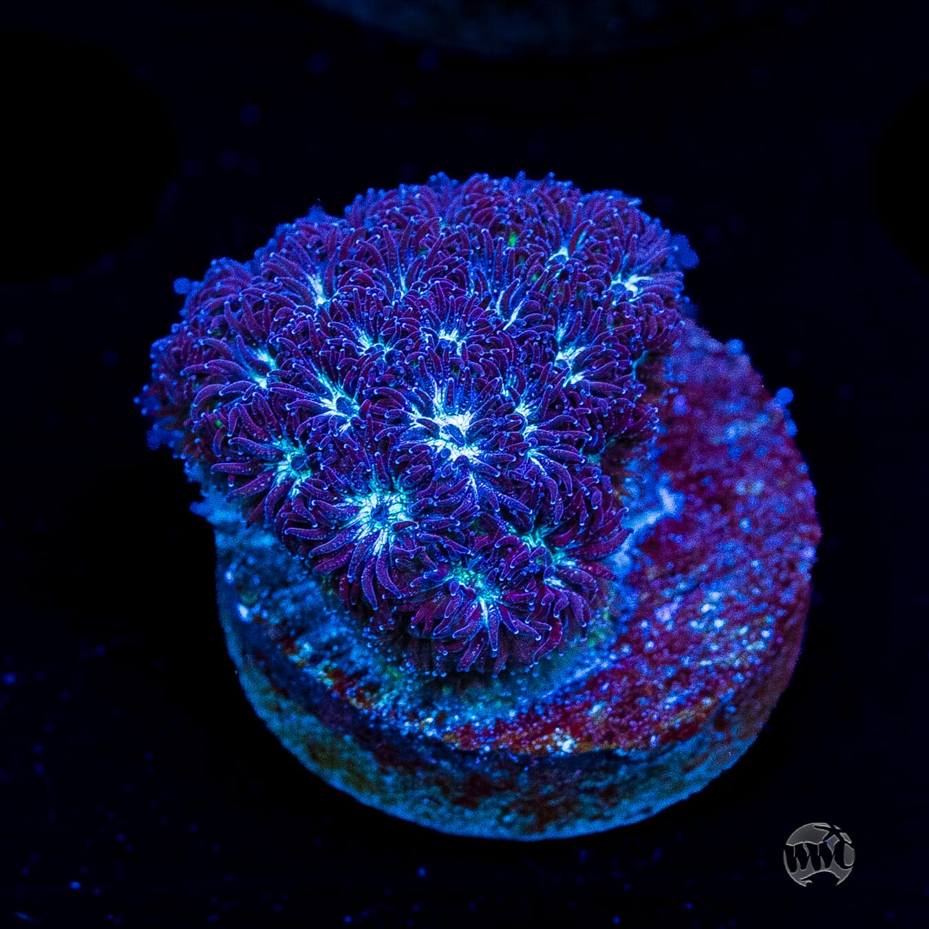 WWC Arctic Leptastrea