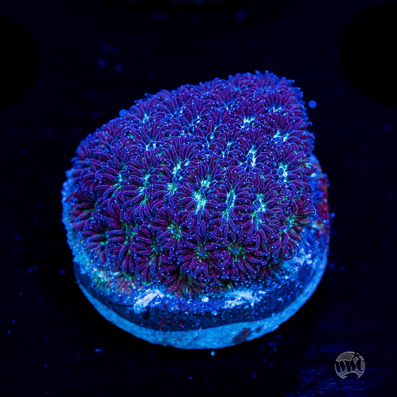 WWC Arctic Leptastrea