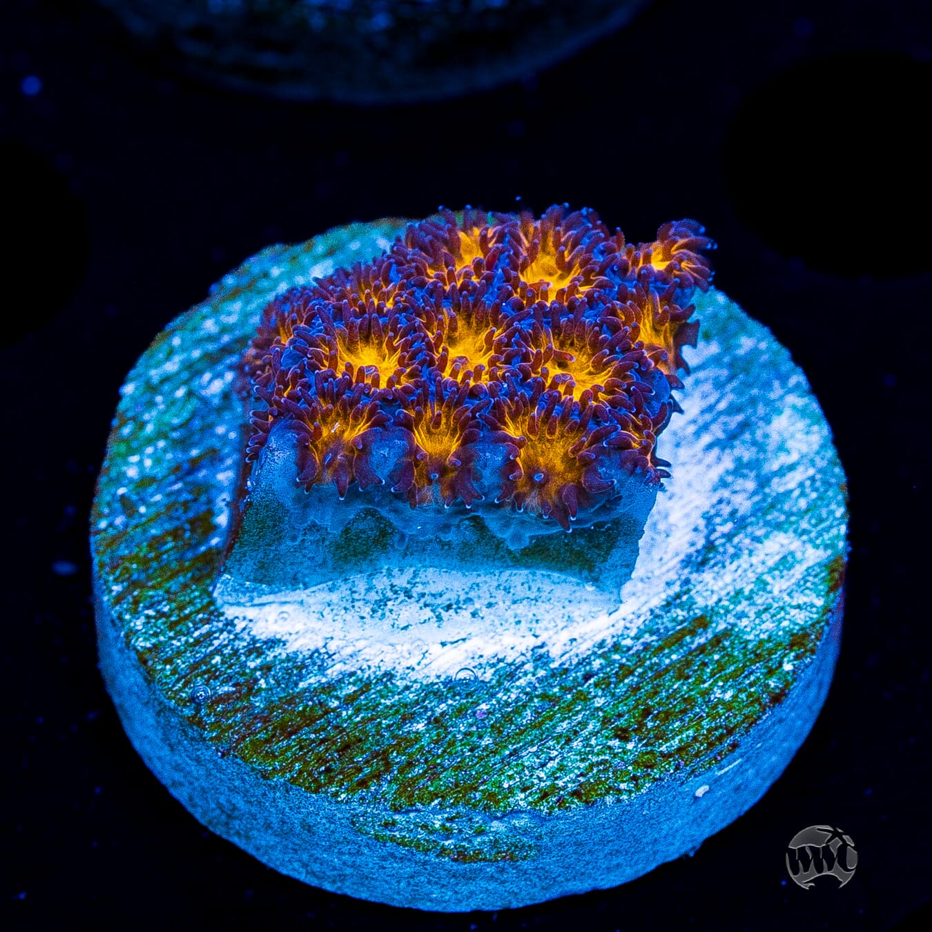 WWC Honeycomb Leptastrea