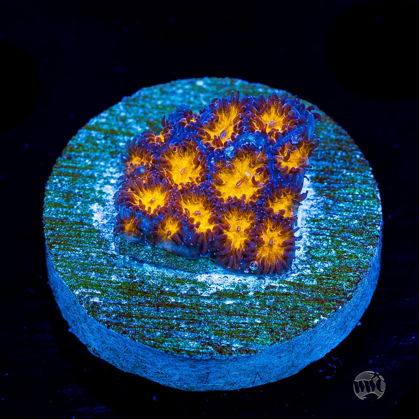 WWC Honeycomb Leptastrea