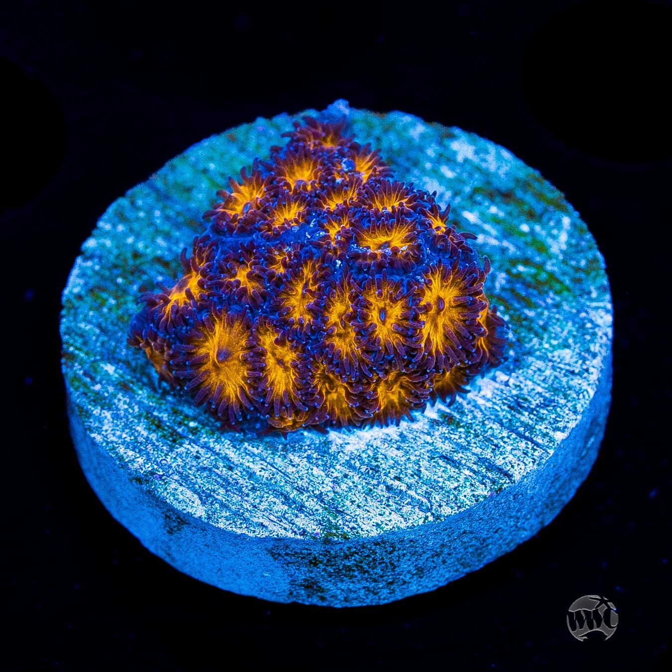 WWC Honeycomb Leptastrea