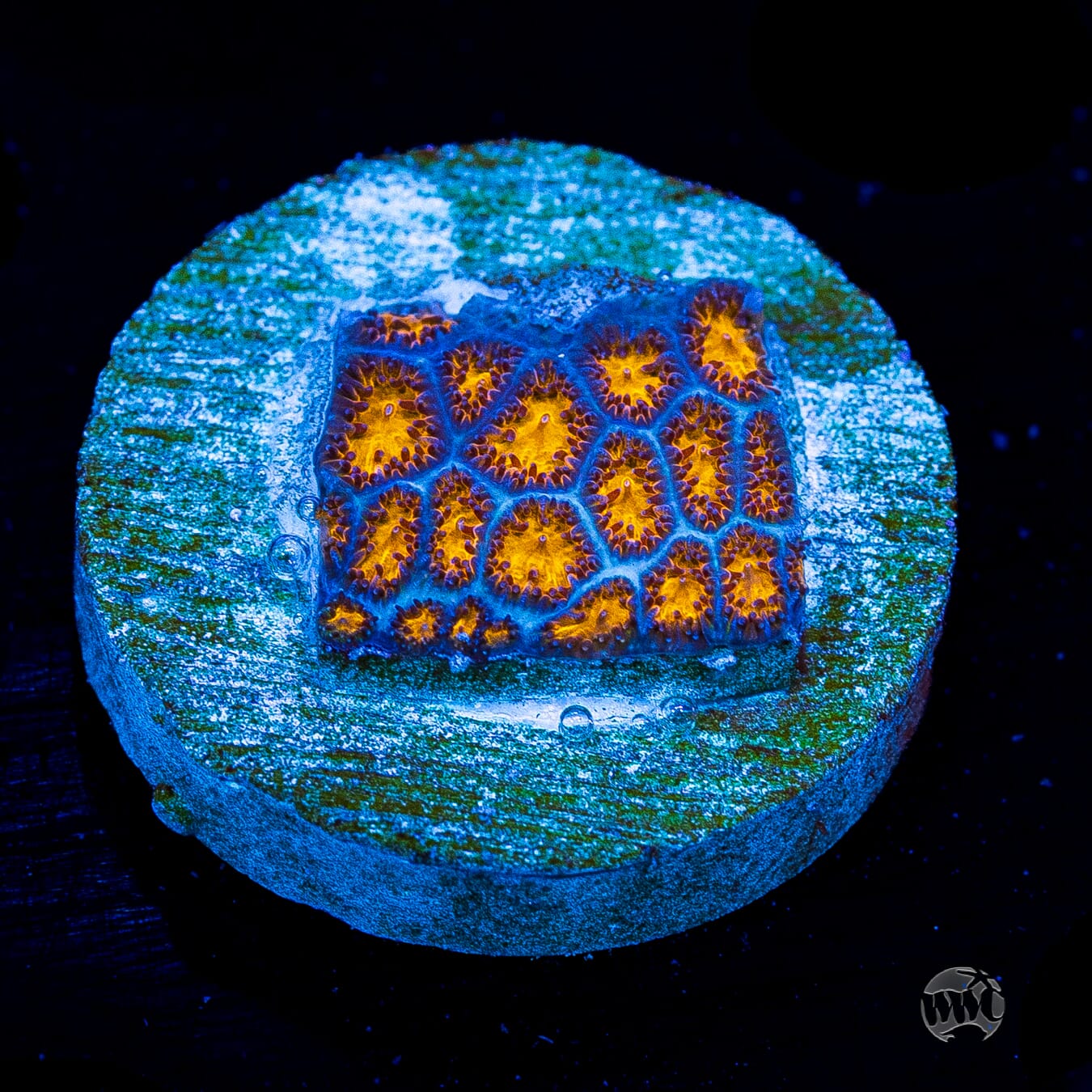 WWC Honeycomb Leptastrea