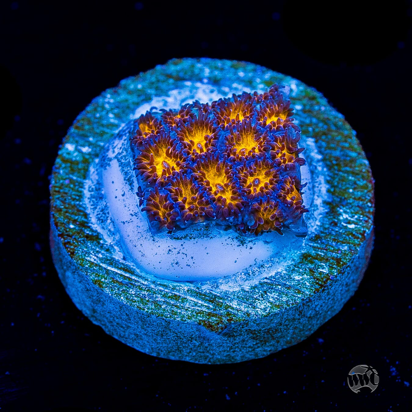 WWC Honeycomb Leptastrea
