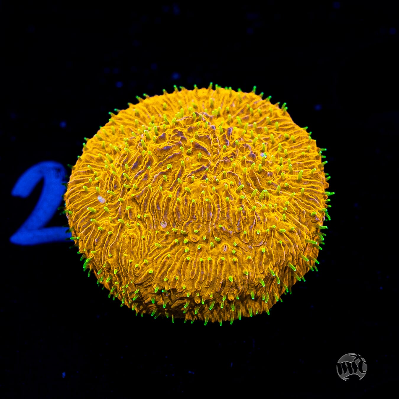 WWC Honeysickle Lithophyllon