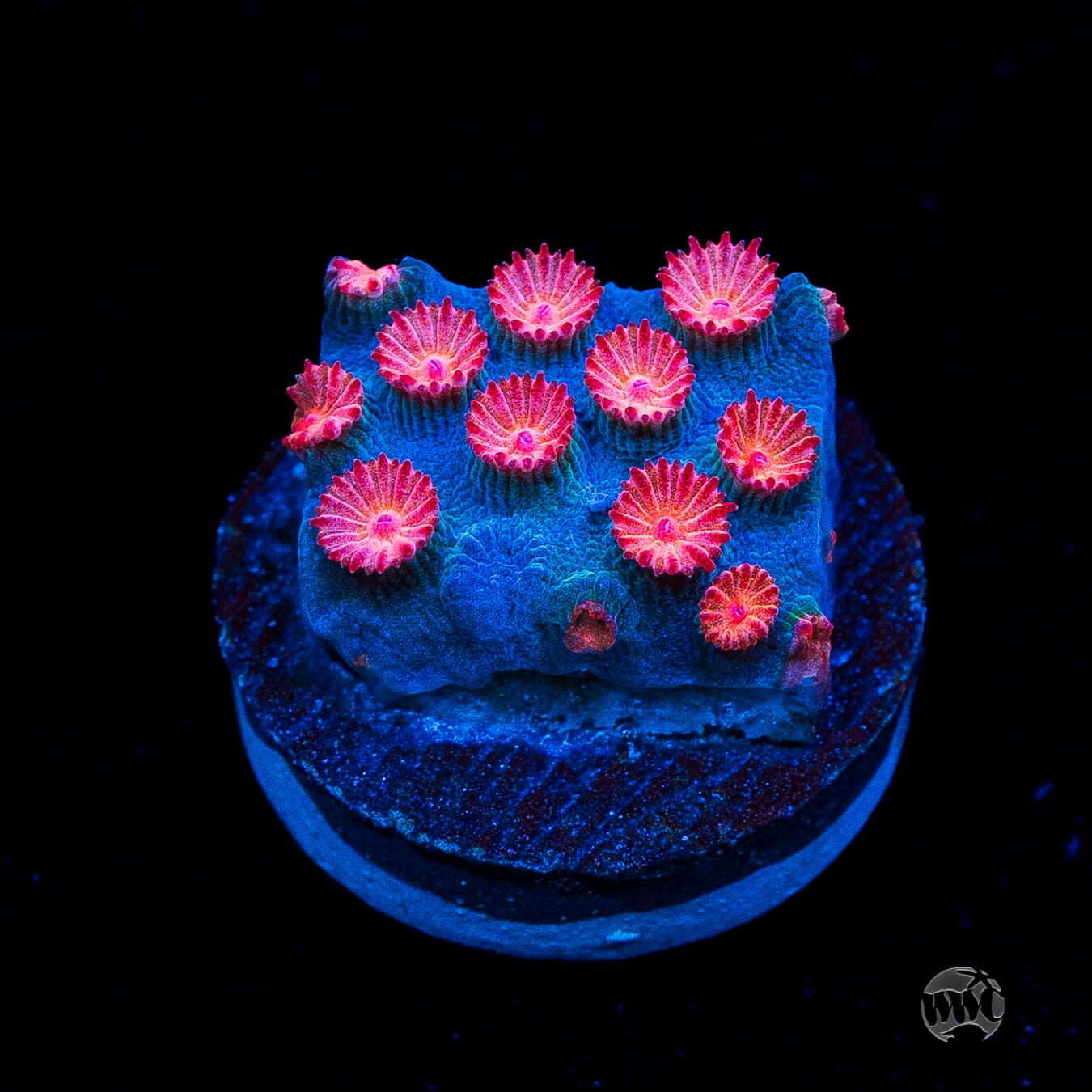 WWC Meteor Shower Cyphastrea