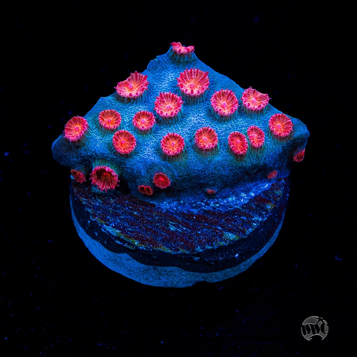 WWC Meteor Shower Cyphastrea