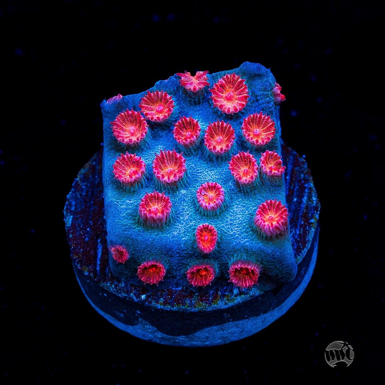 WWC Meteor Shower Cyphastrea