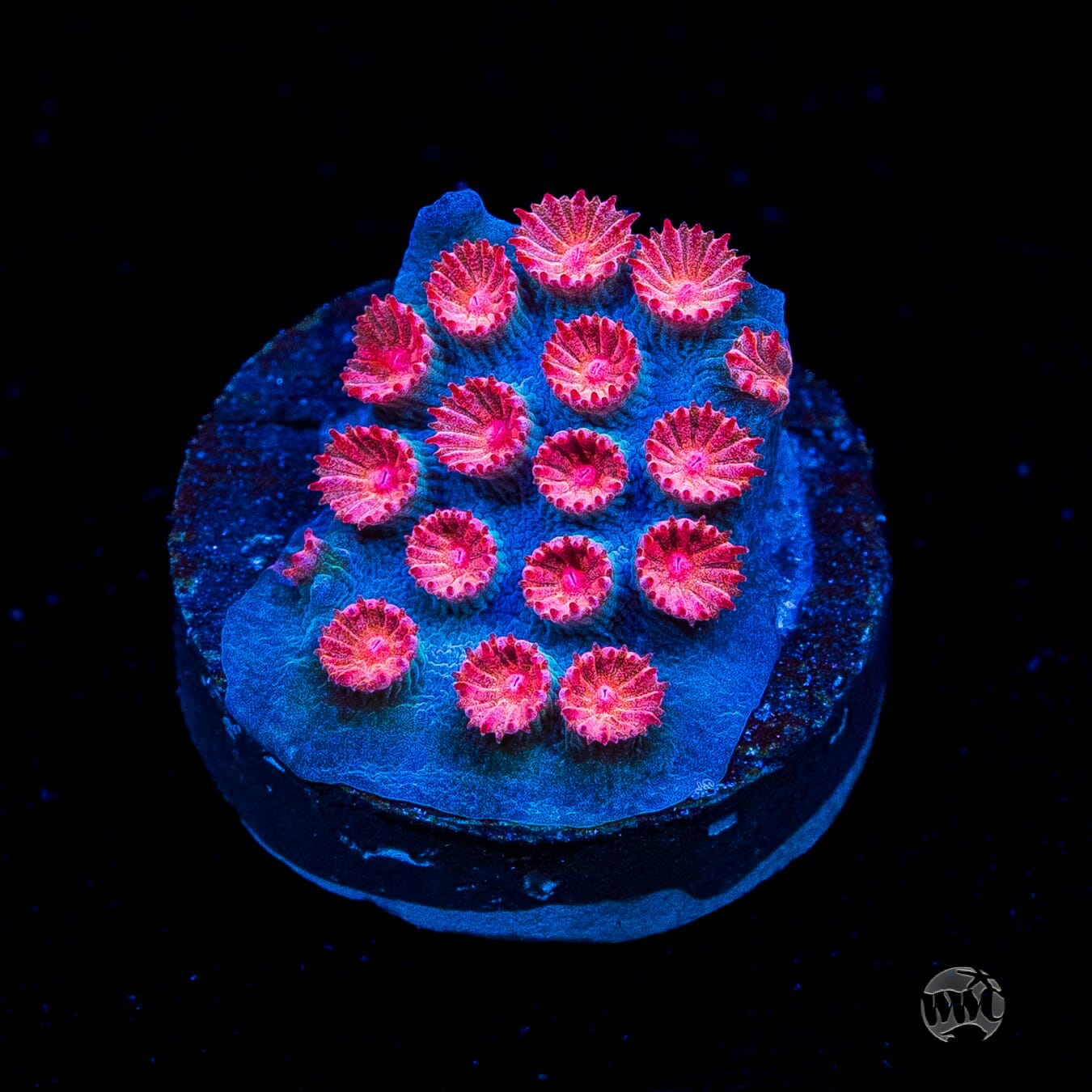 WWC Meteor Shower Cyphastrea