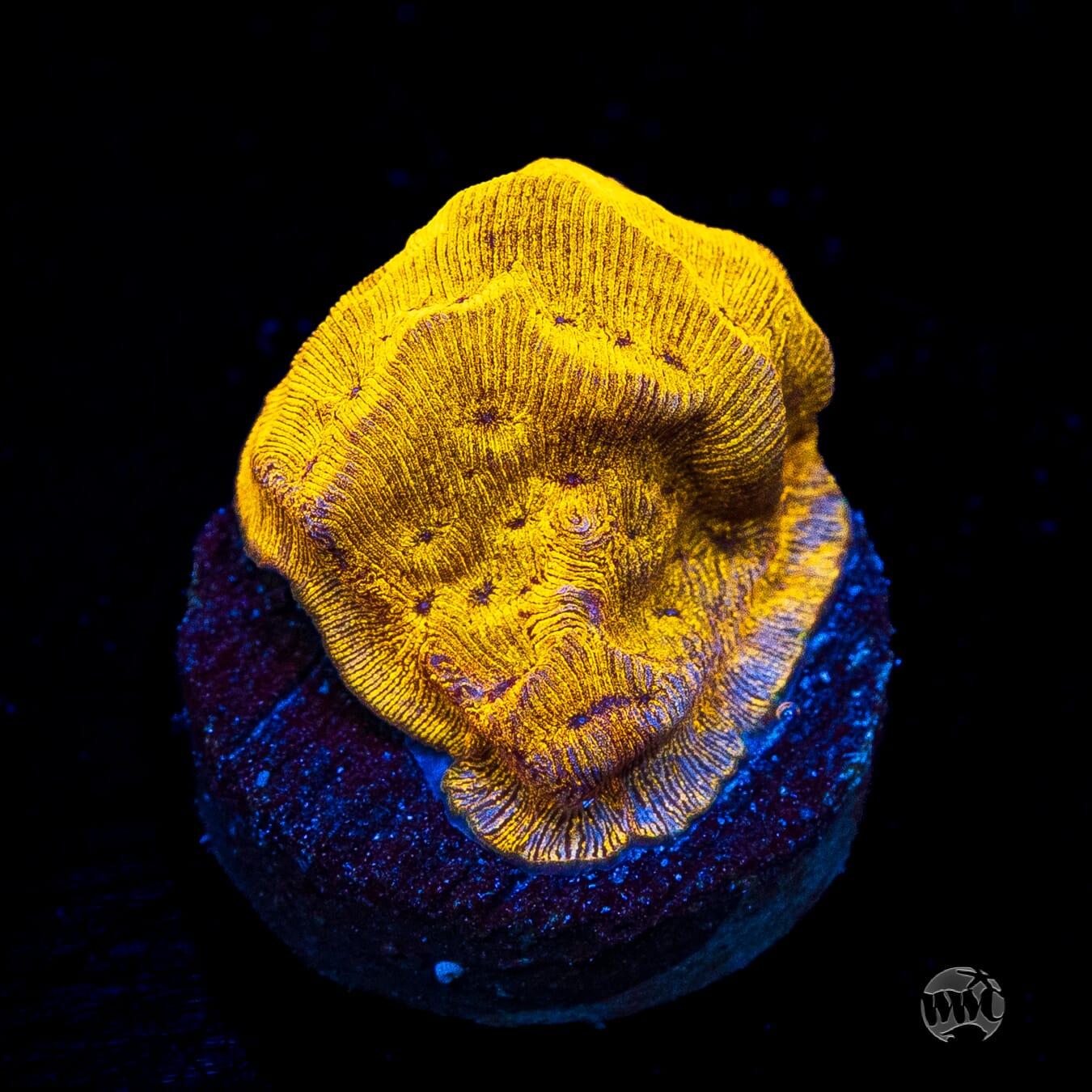 CC Tangerine Juice Leptoseris