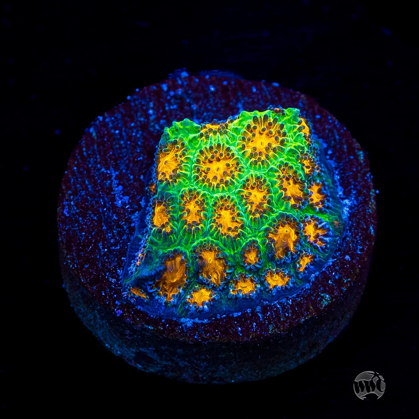 WWC John Deer Leptastrea