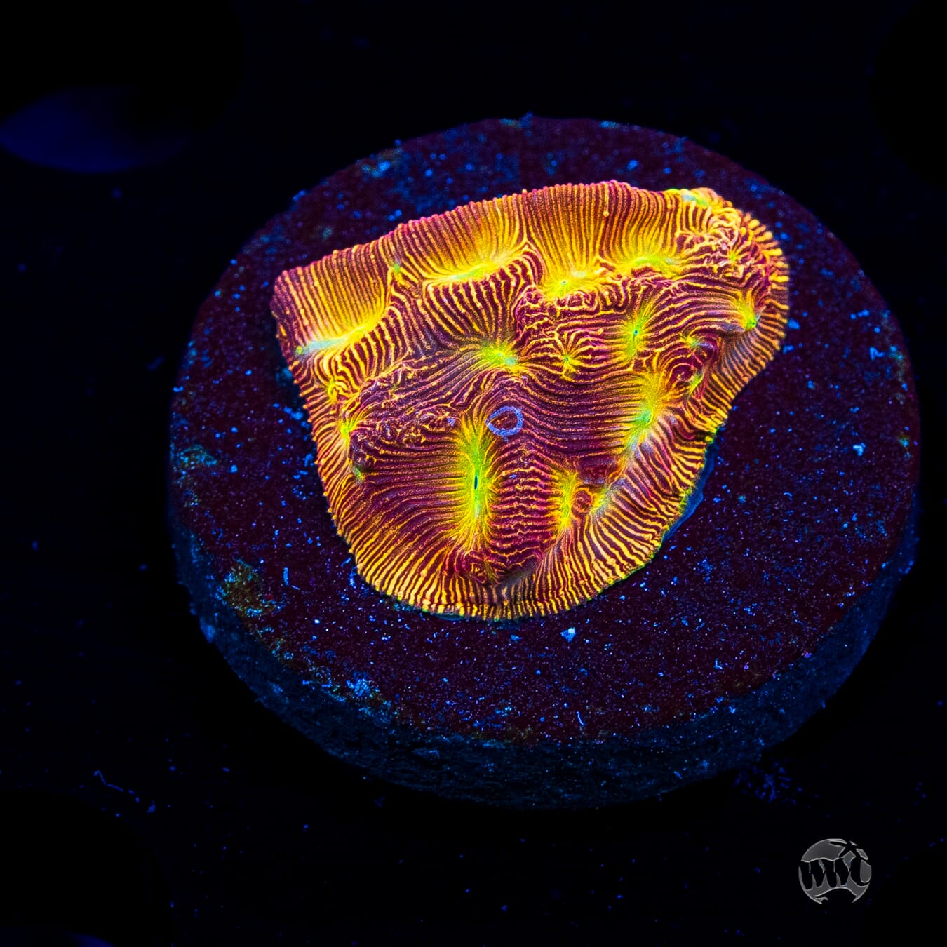 Jason Fox Lethal Leptoseris